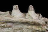 Mosasaur (Platecarpus) Jaw Section - Kansas #71741-6